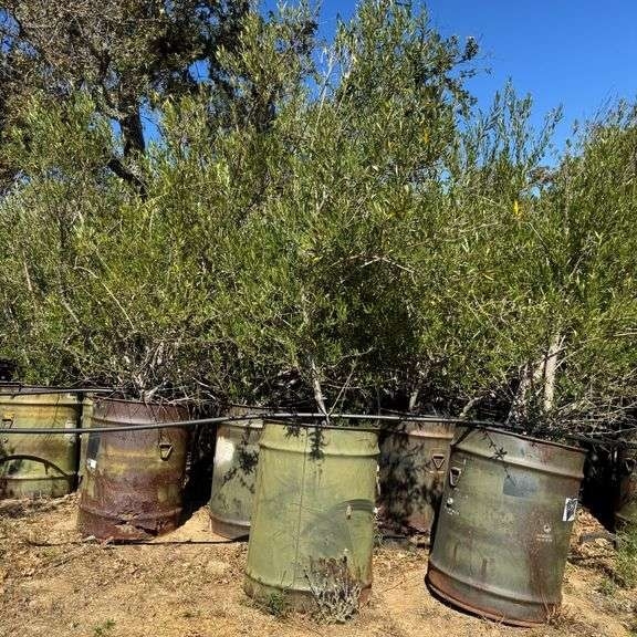 (1) Multi-Trunked Non Fruiting Olive Tree w/ Military Barrel (A59225)