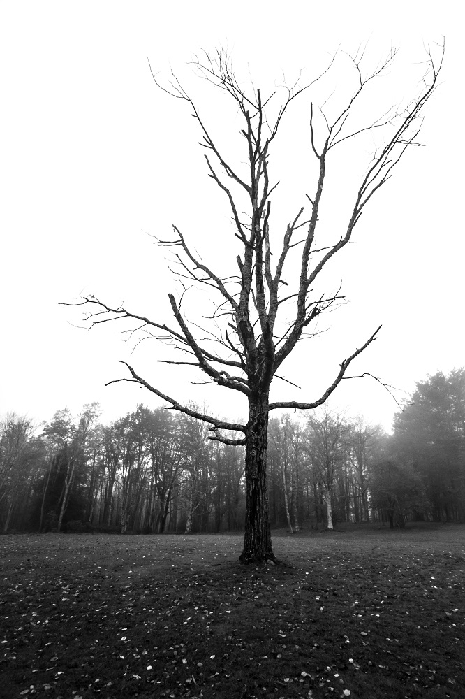 15r.jpg