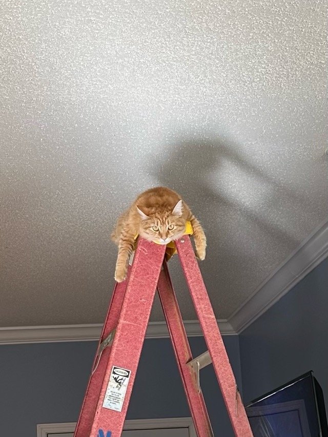 1707330929428.jpeg