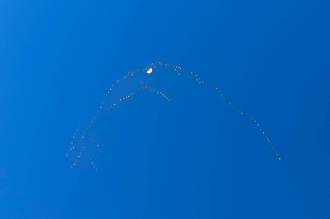 2022-03-11SnowGeeseMoon.jpg