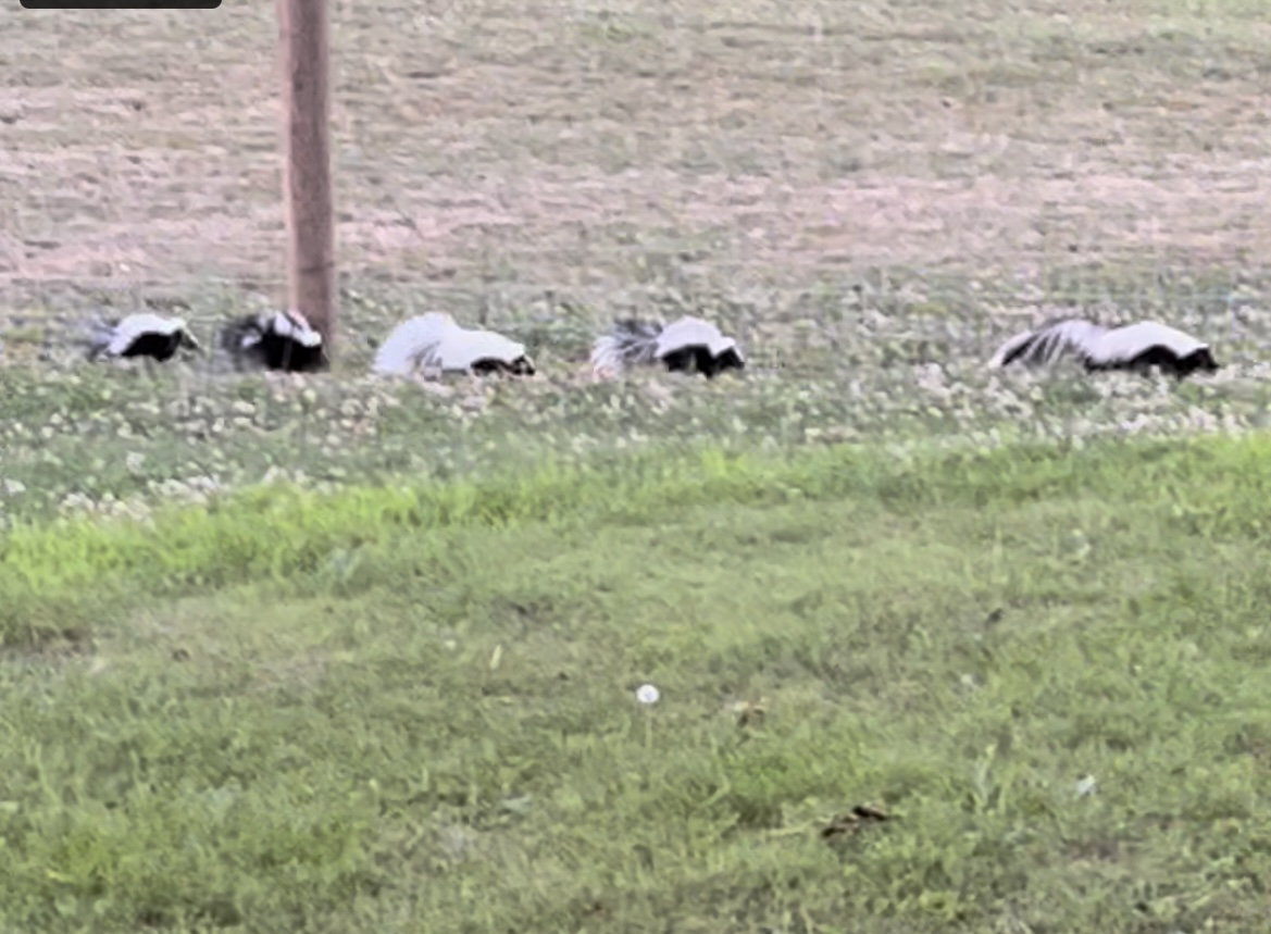 20220622 Skunks.JPG