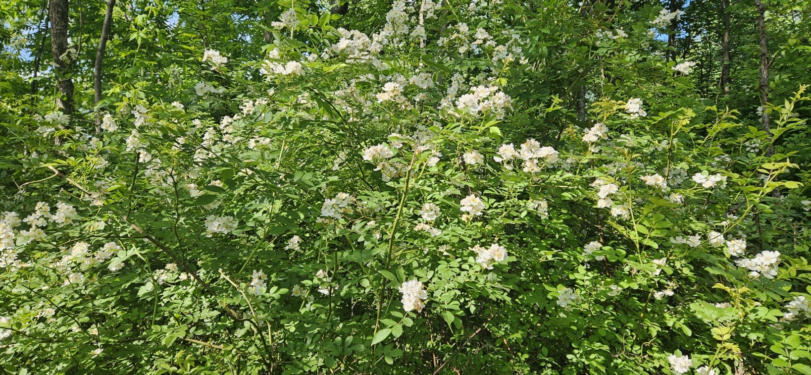 20250520_164523.jpg