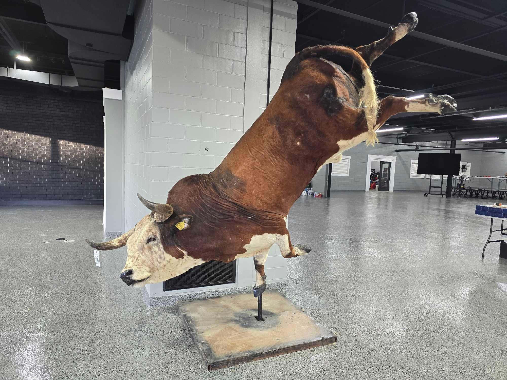 TAXIDERMY FULL MOUNT BUCKING BULL (A52706)