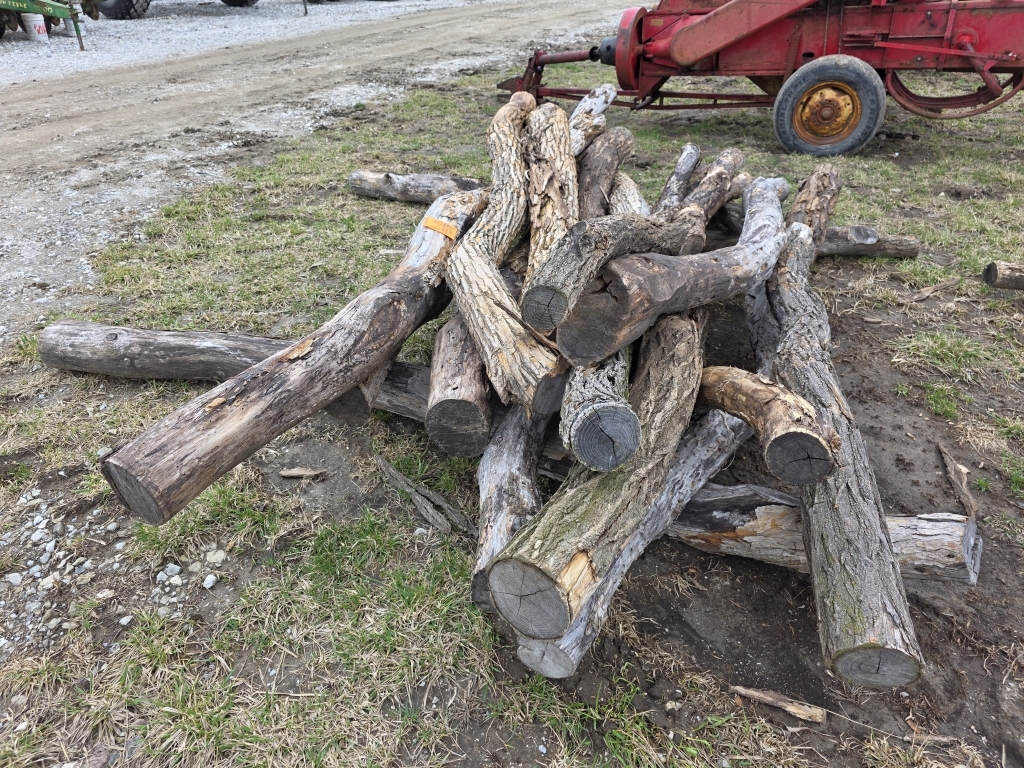 Lot of (15) Hedge / Black Locust Posts (A66408)