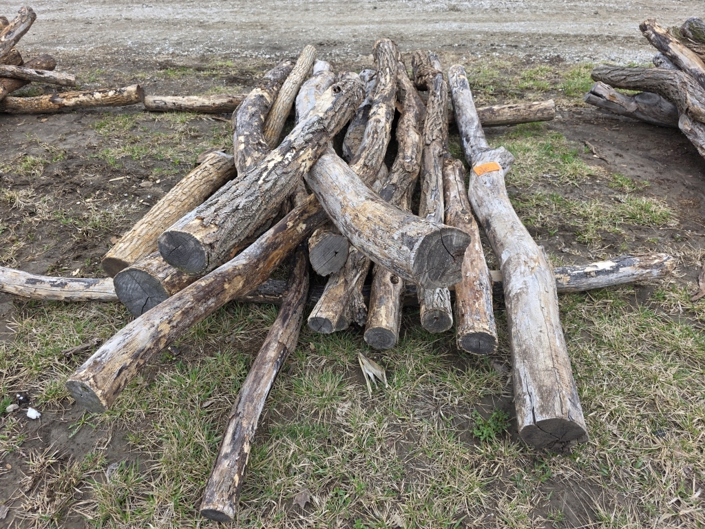 Lot of (15) Hedge / Black Locust Posts (A66408)