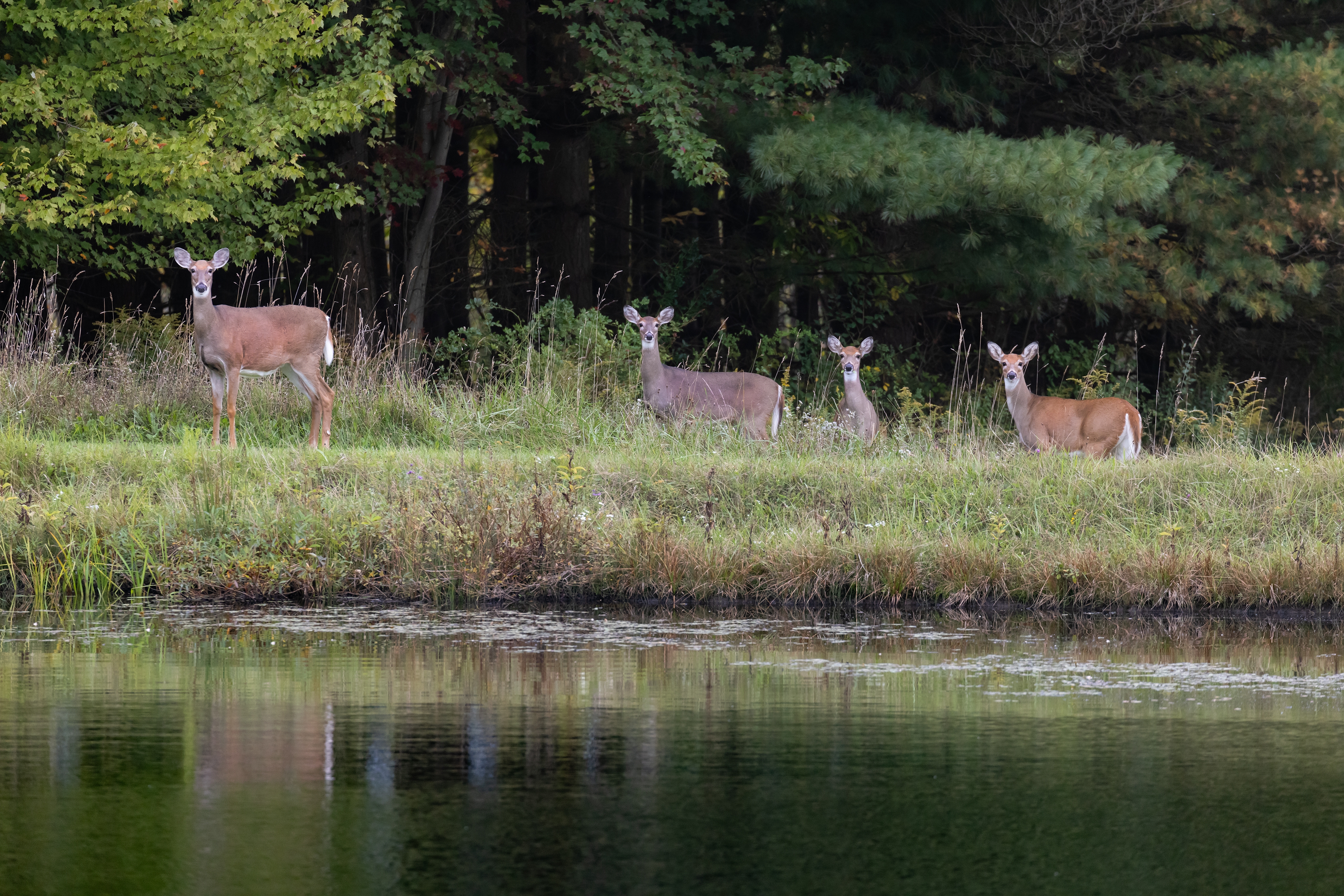 496A1435 deer.jpg