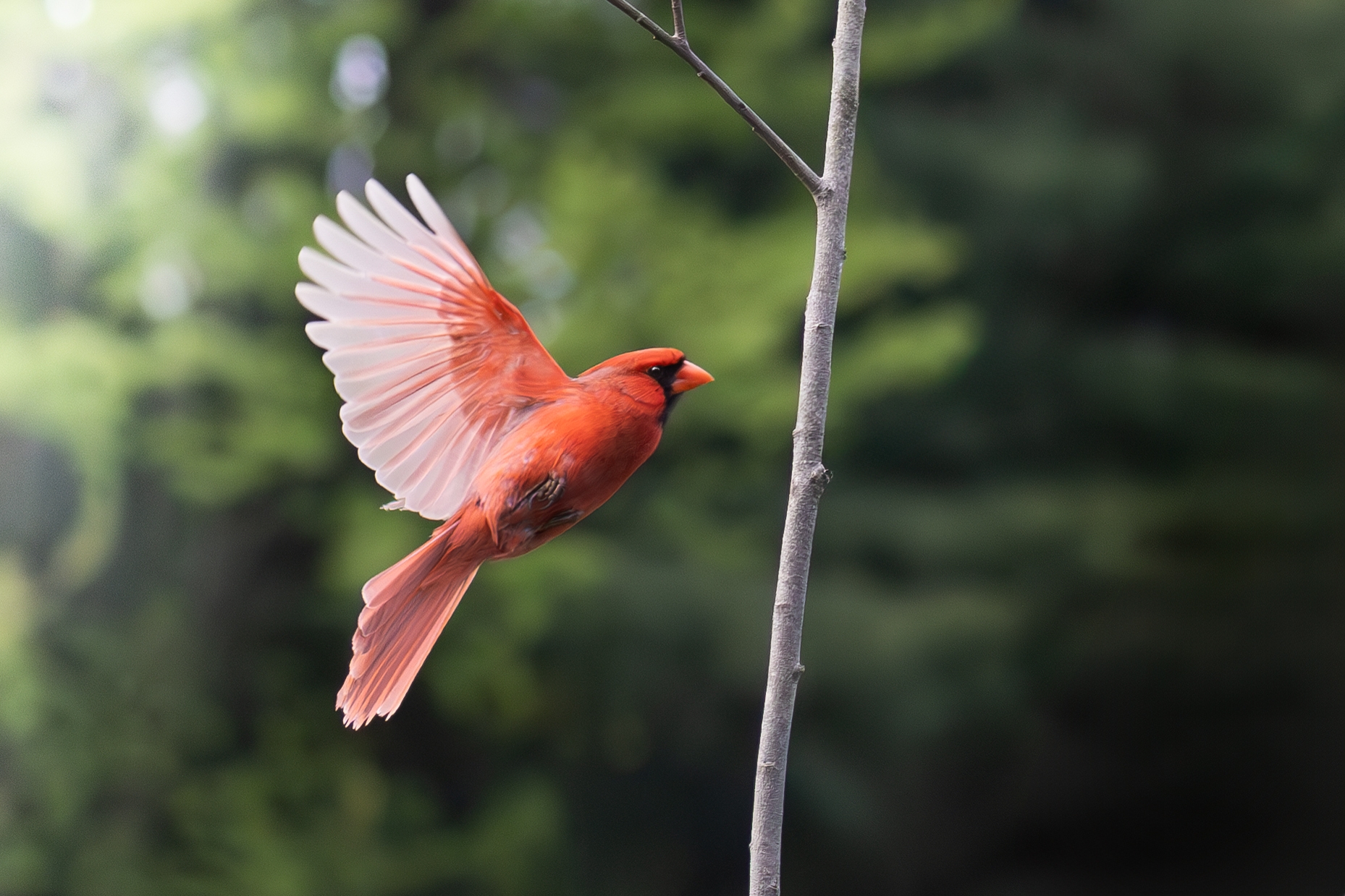 496A5544-Cardinal in flight.jpg