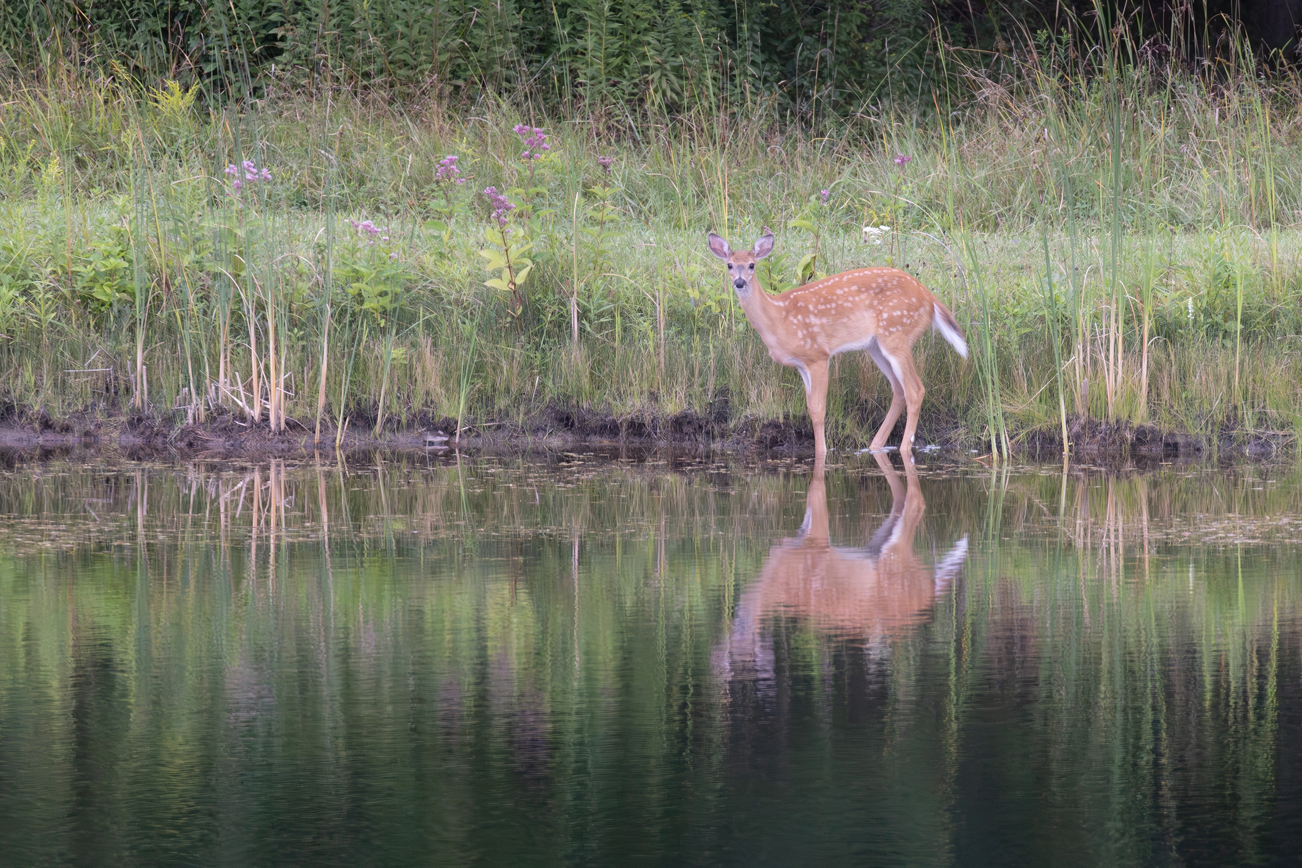 496A6722 Fawn s.jpg