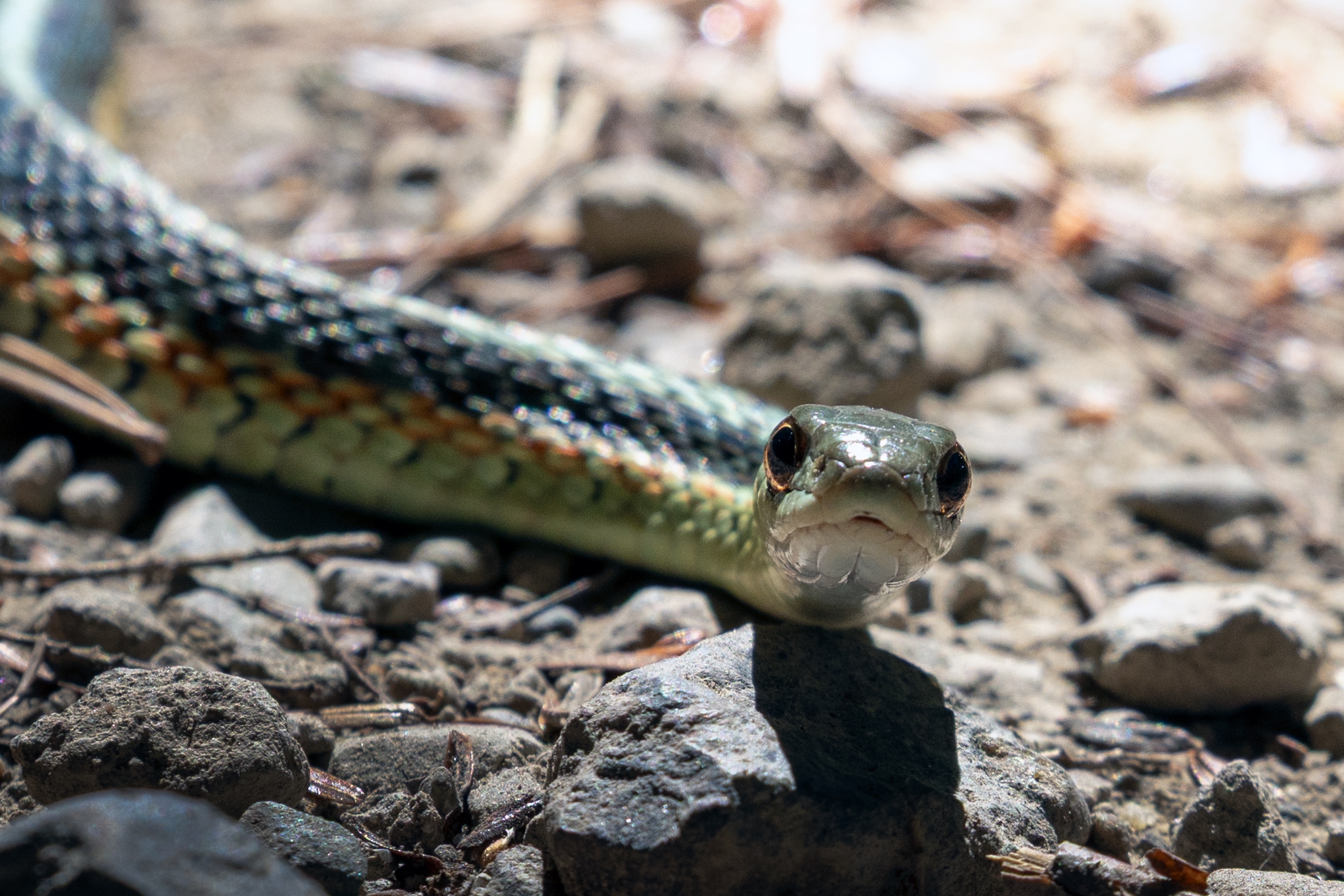496A6878 Snake.jpg