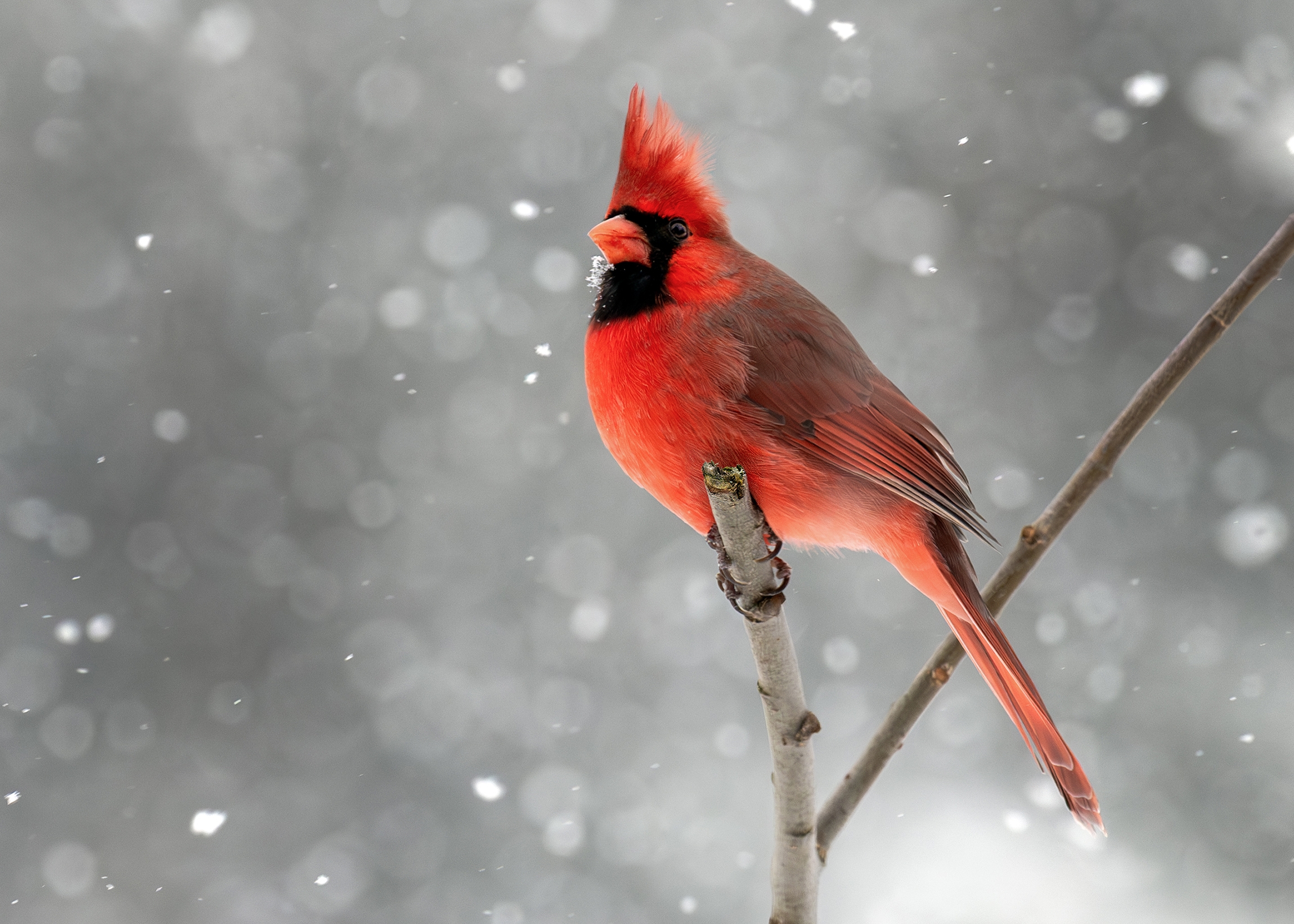 496A8314 Cardinal.jpg