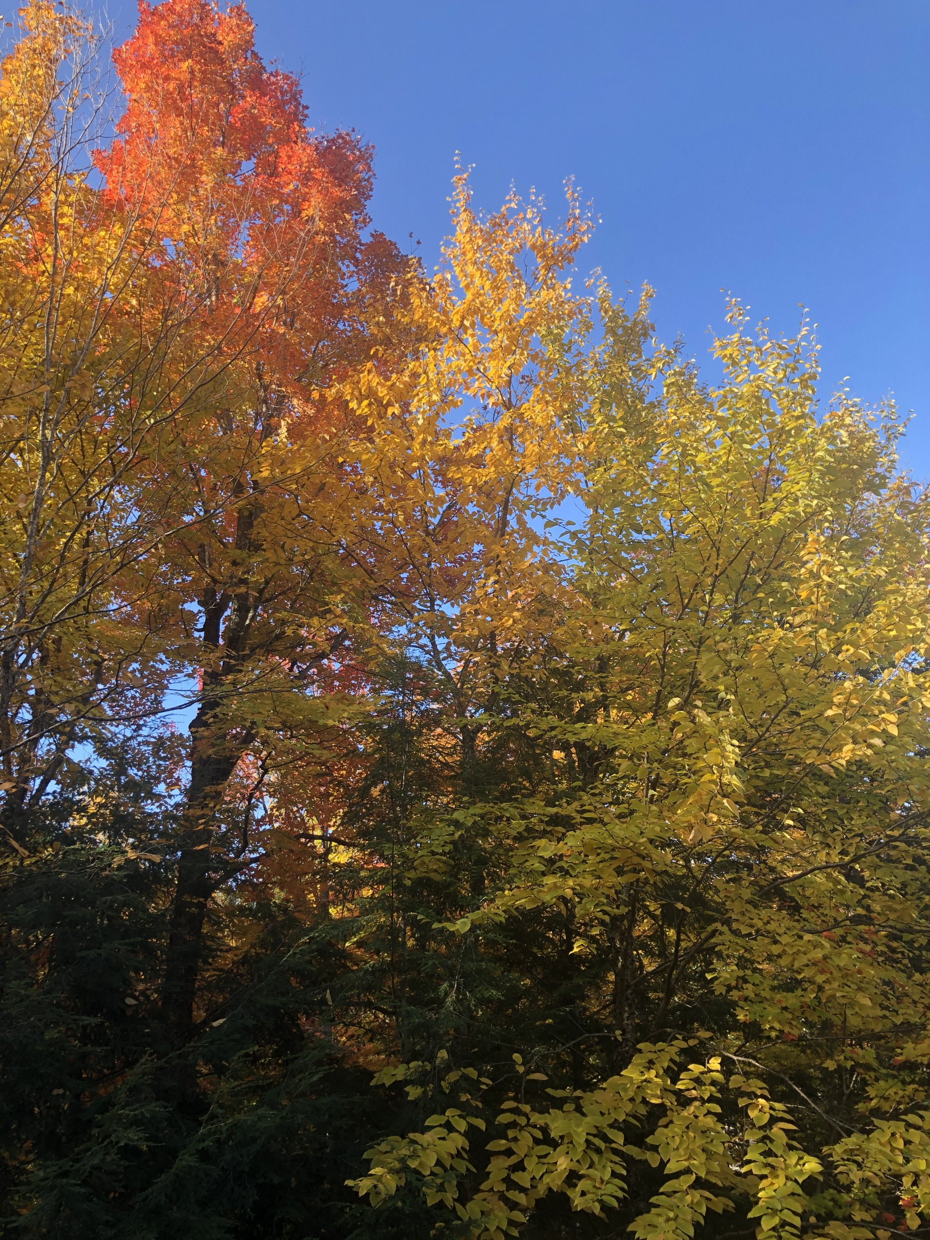 4B6E54DC-37D2-4296-9C7C-B2AACD2BDB7D.jpeg