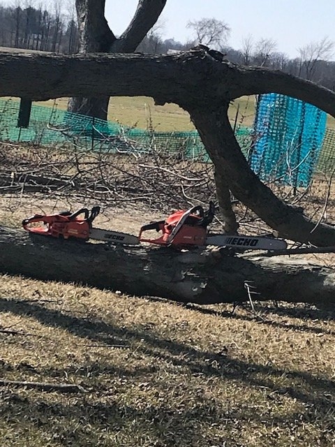 5tree2511490.jpg