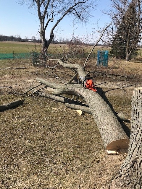 5tree4900.jpg
