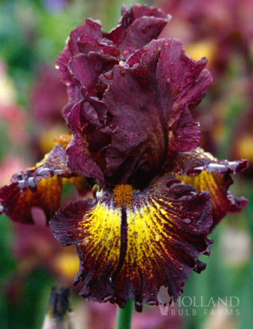 85179-devils-playground-bearded-iris.jpg