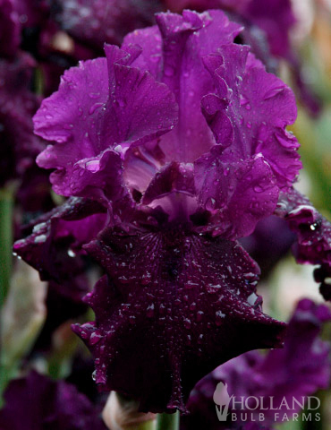 85206-plum-fun-bearded-iris.jpg