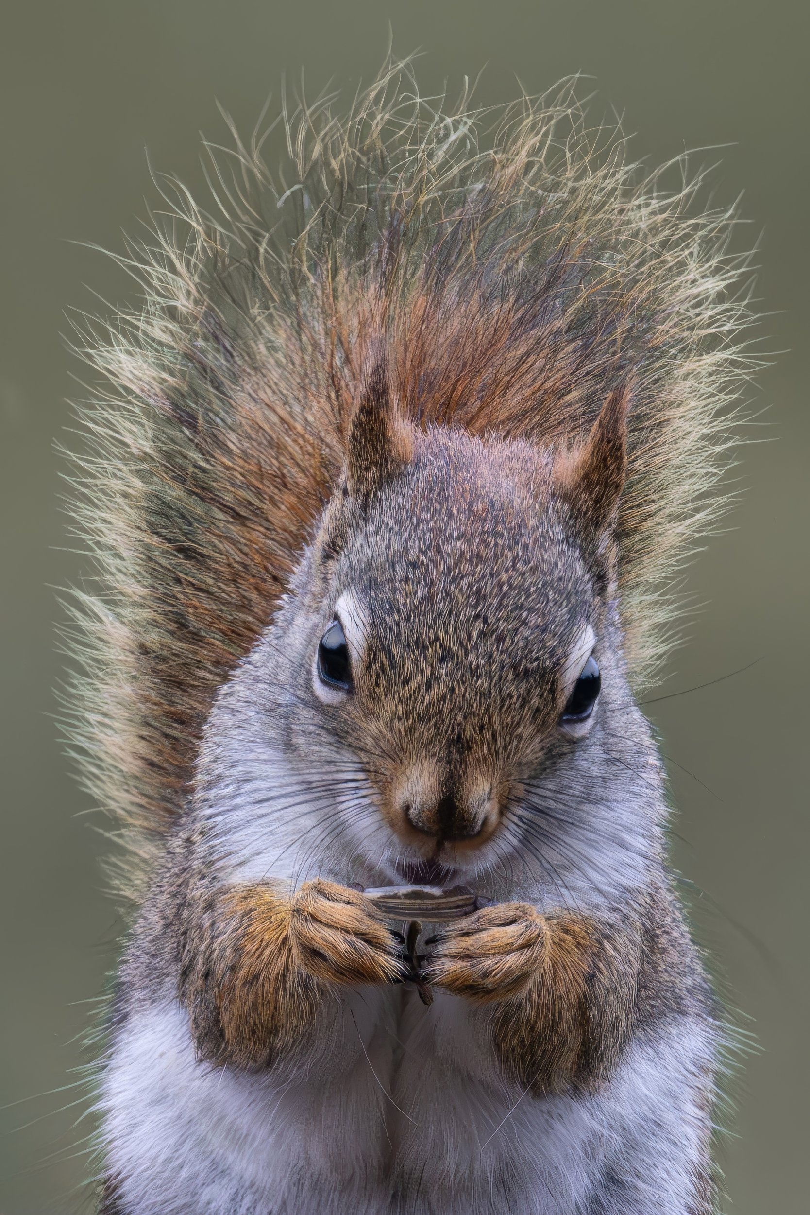 American red squirrel with a seed.jpg