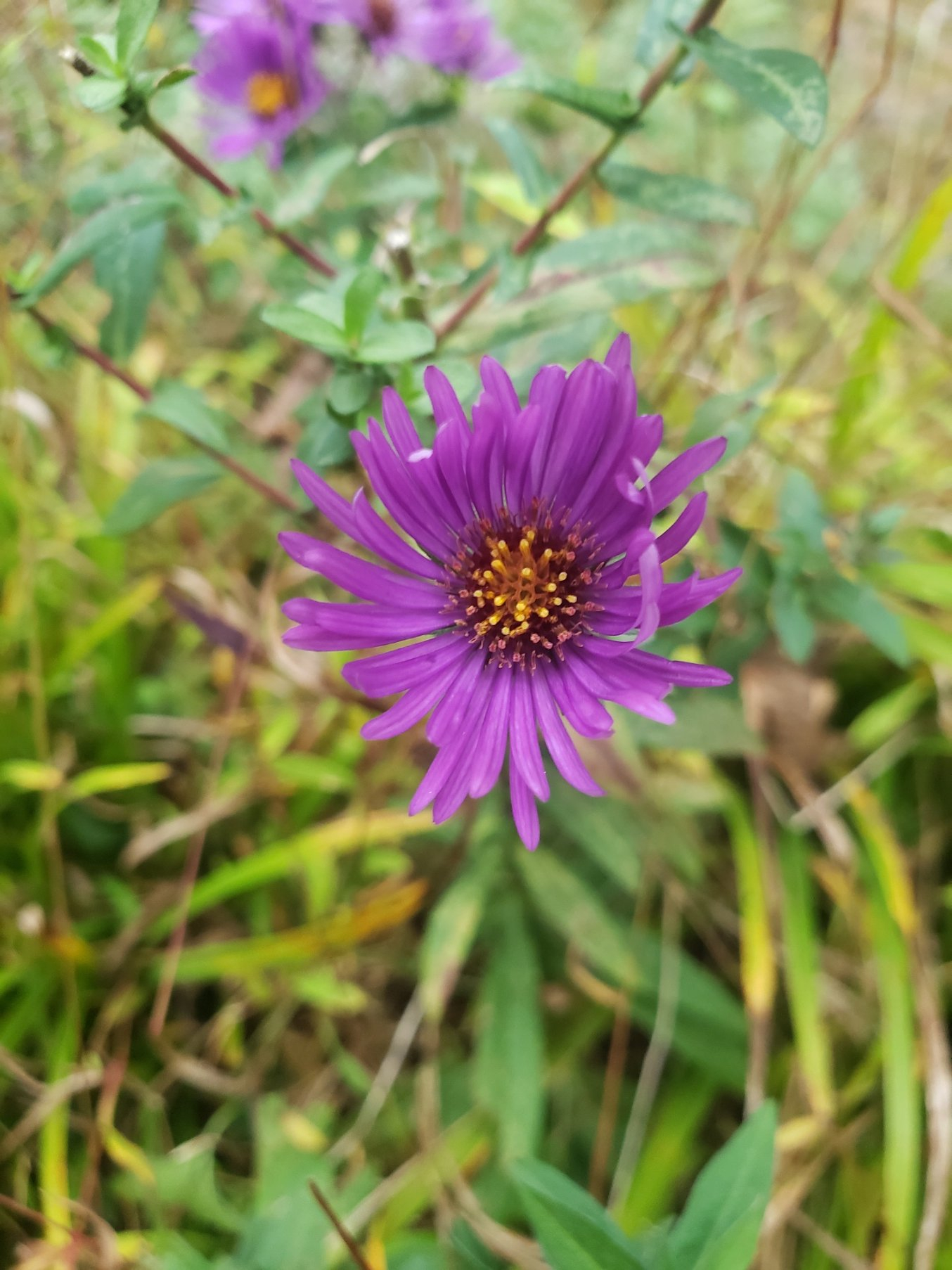 Aster20211006_175526.jpg