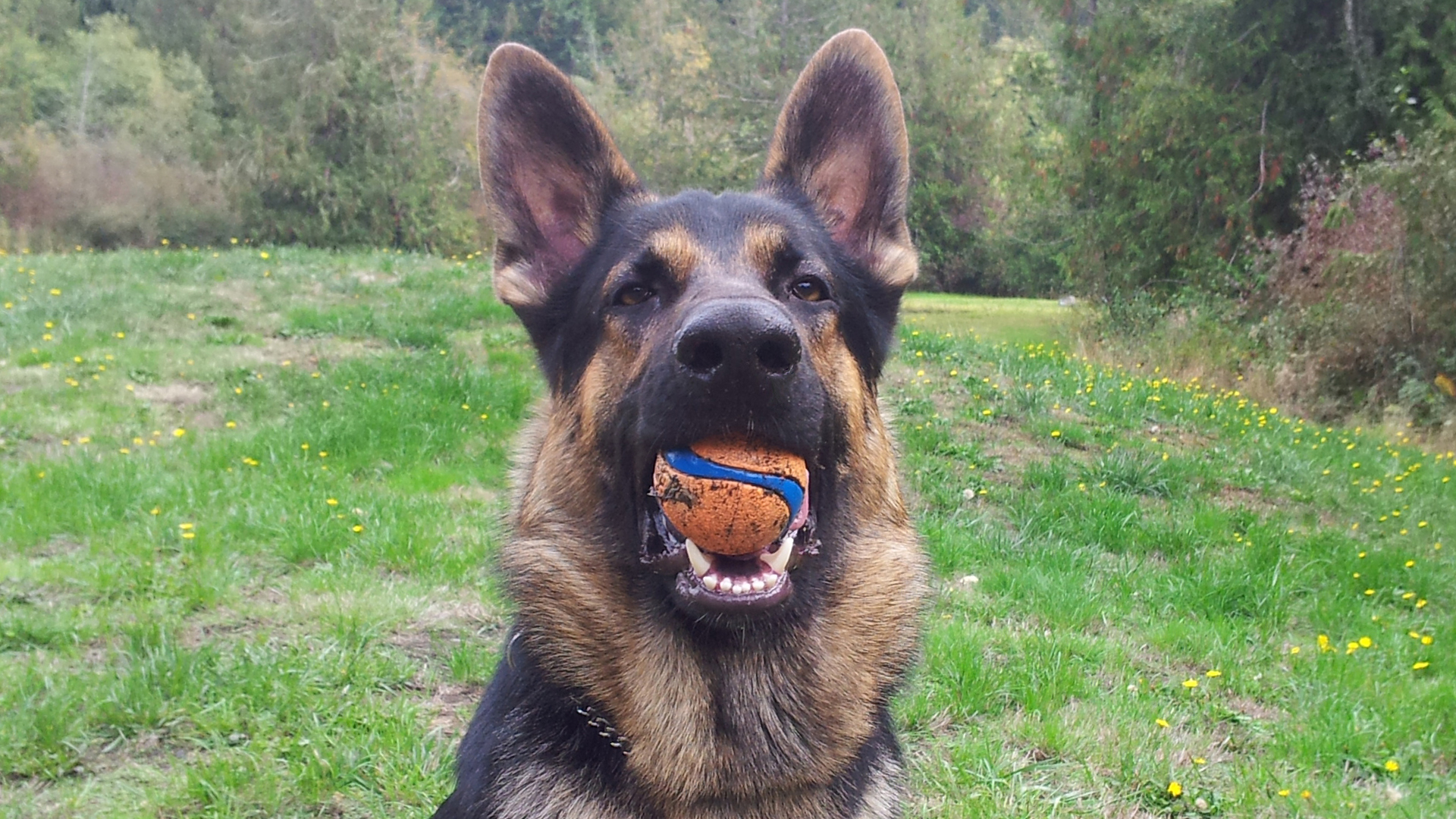 Ball.jpg
