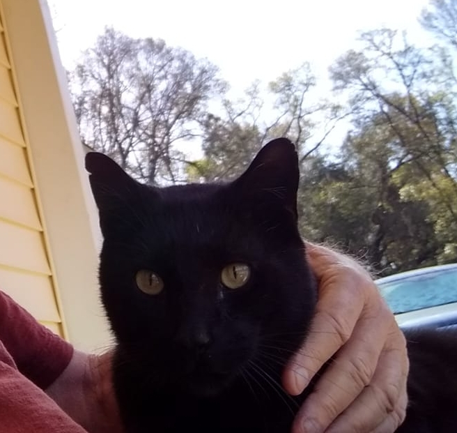 barn-cat.jpg