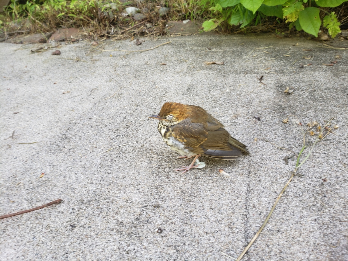 BirdCrash20210623_113604.jpg