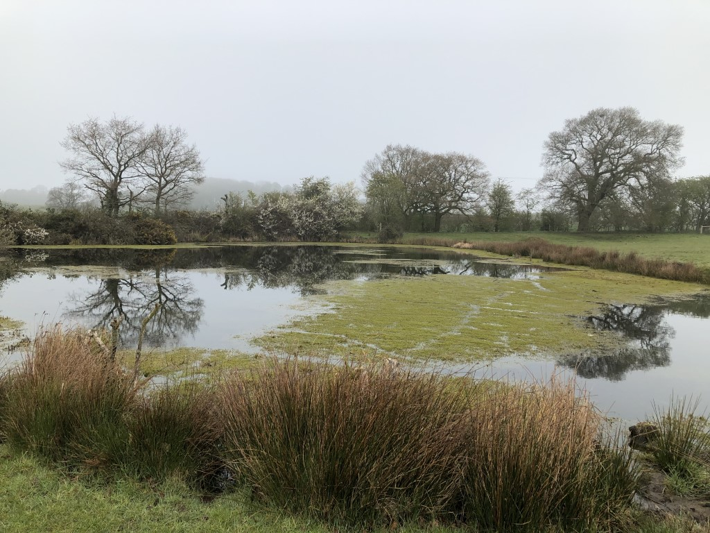 Blackthorn across the pond.jpeg