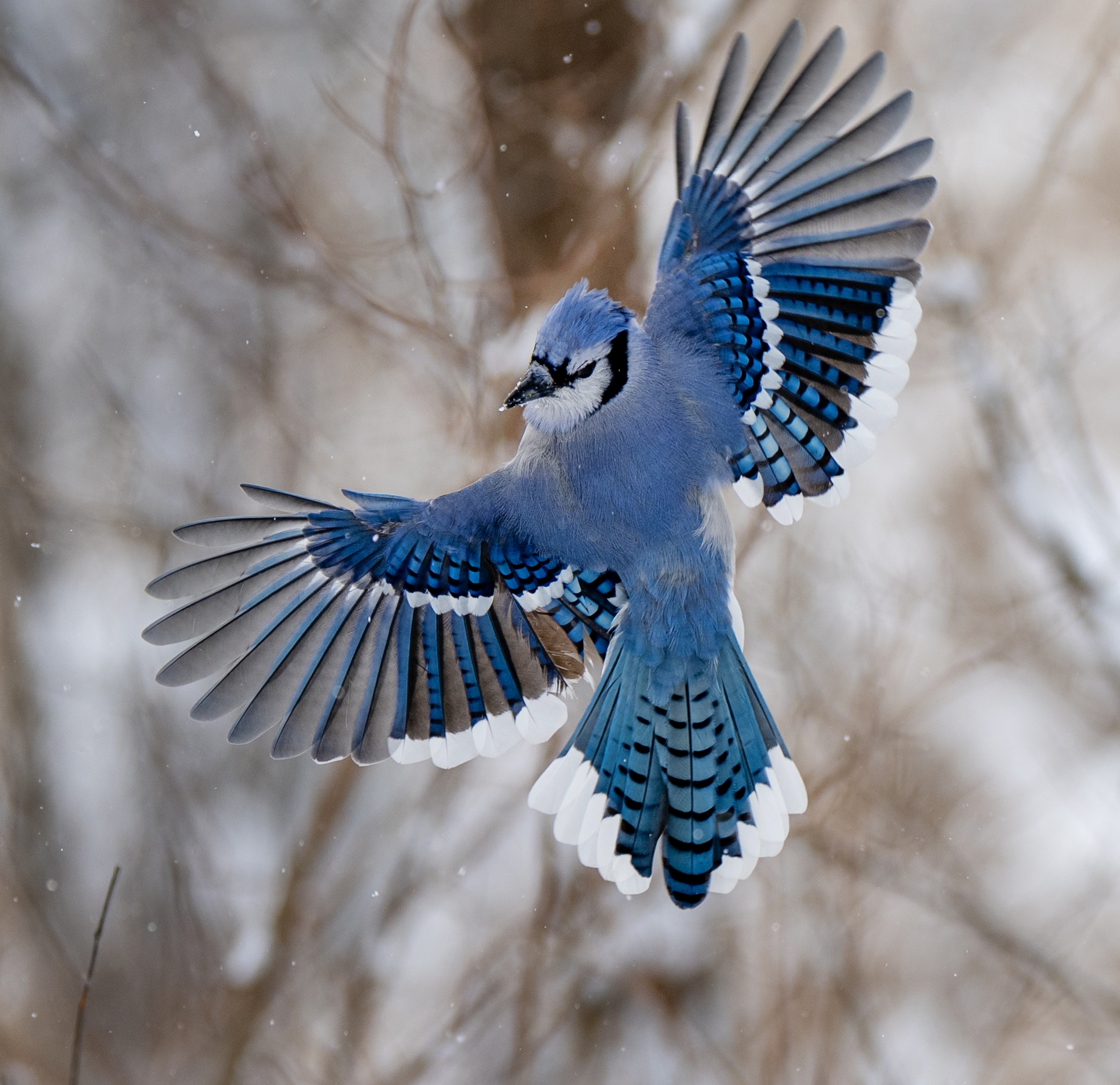 blue jay.jpg