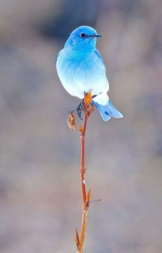 BlueBird.jpg