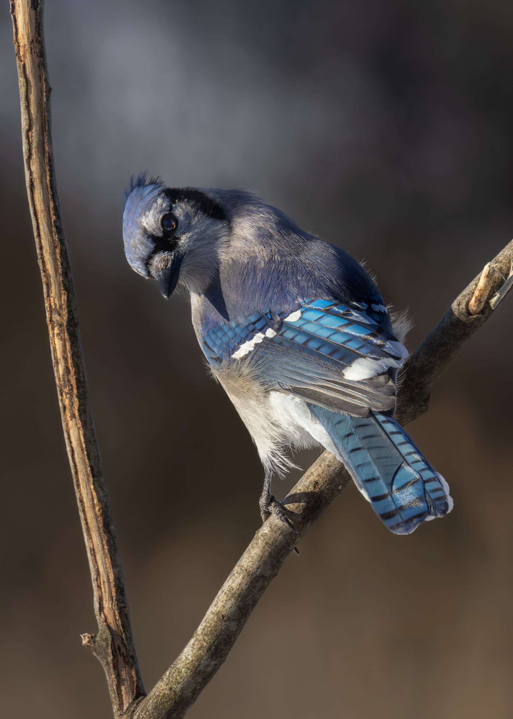 Bluejay, What you looking at.jpg