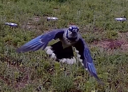 bluejay2.jpg