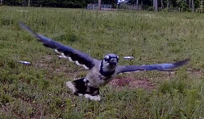 bluejay3.jpg