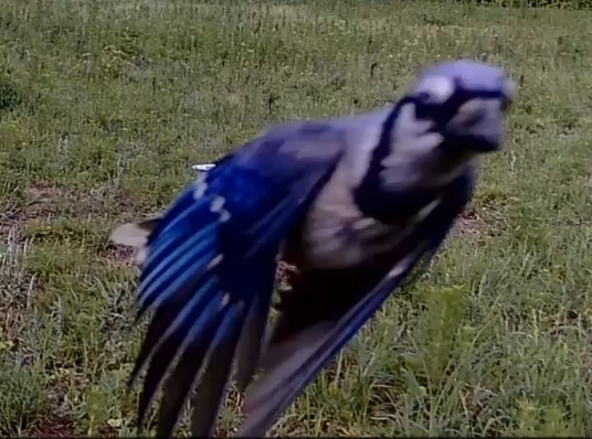 bluejay5.jpg