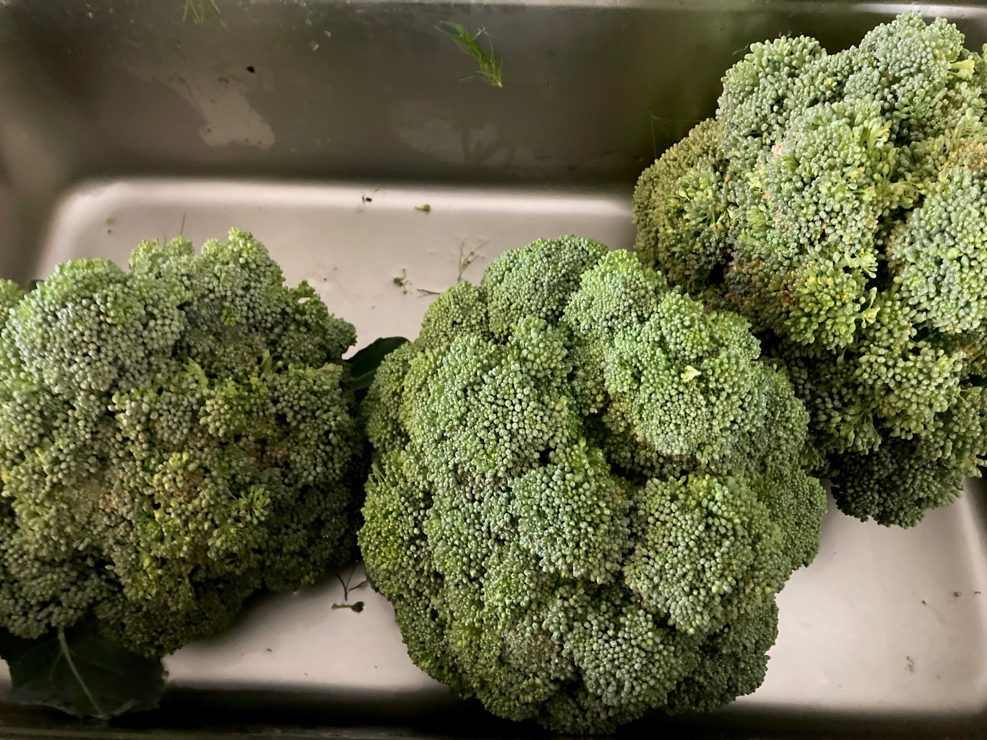 Broc.jpg