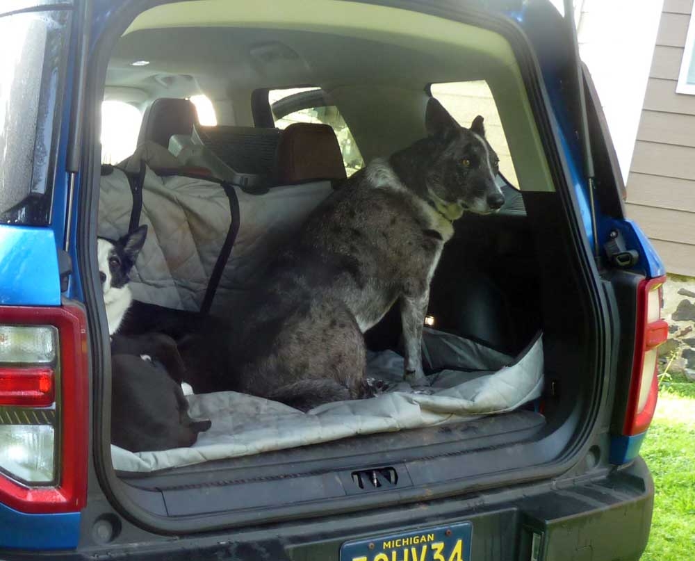 broncodogs09.jpg