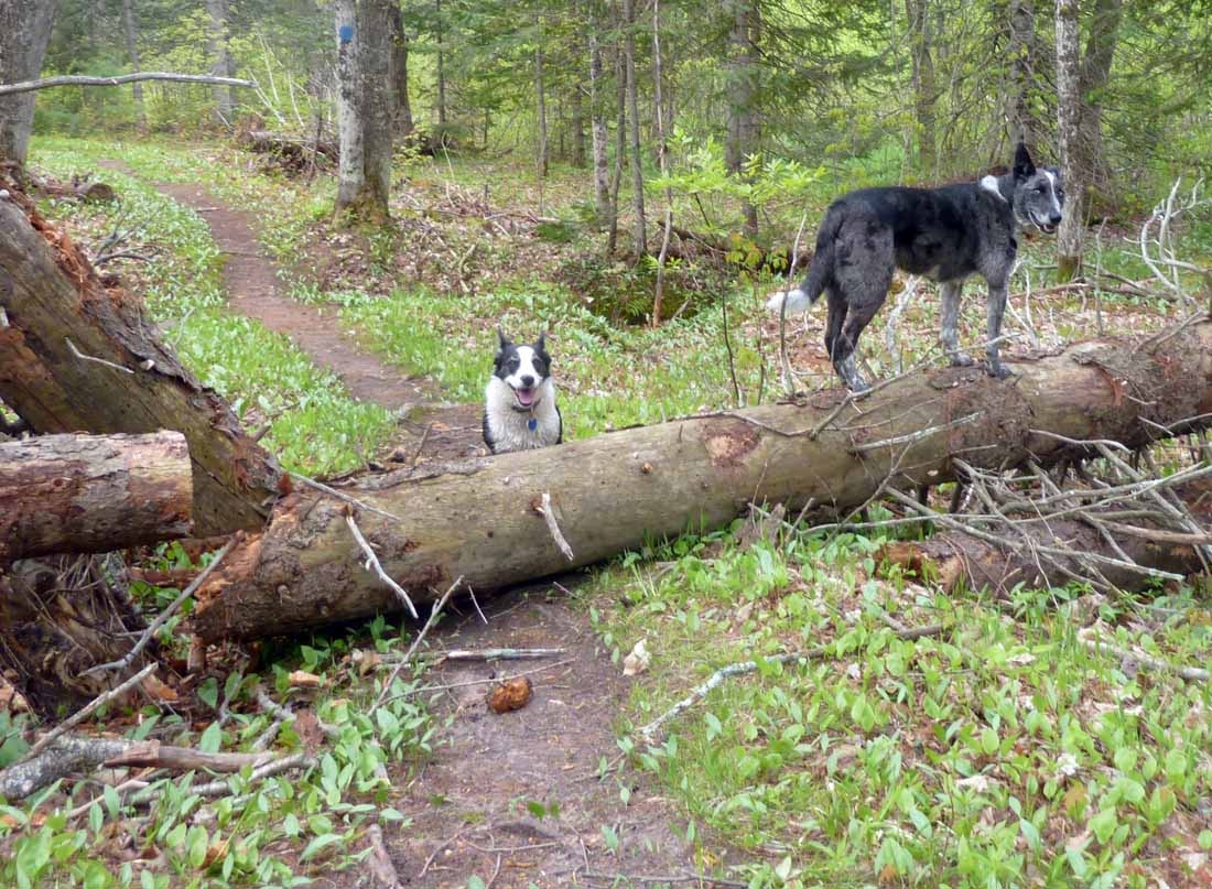 brtdeadfall930.jpg