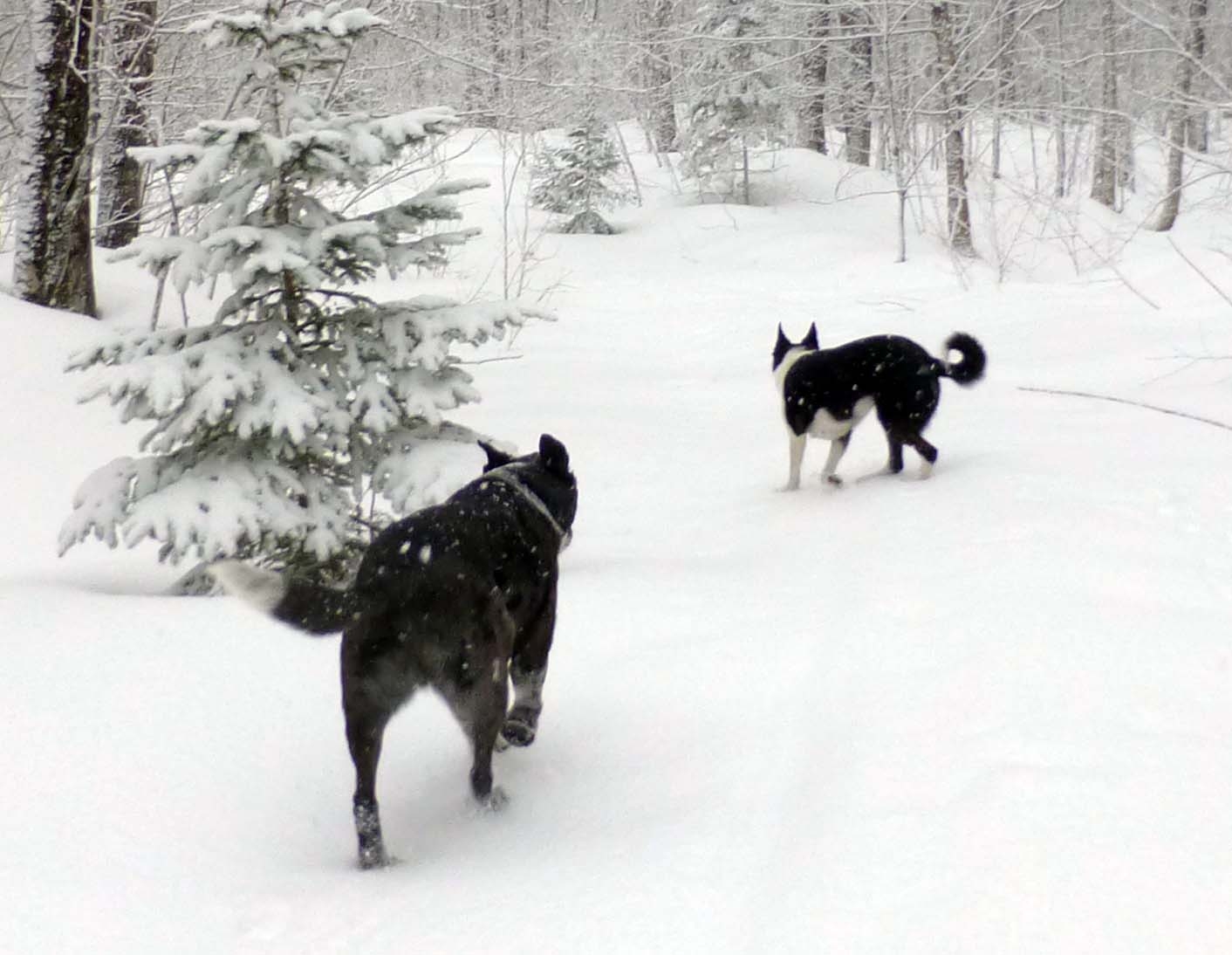 brtdogs0170.jpg