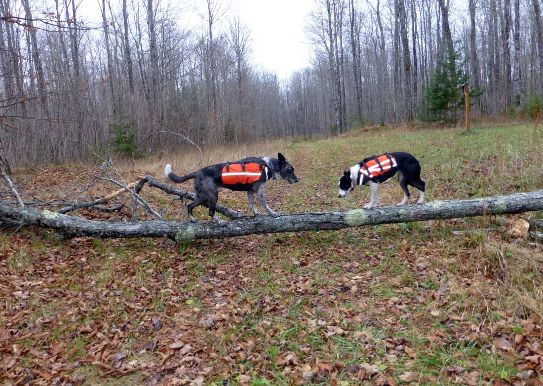 brttreedogs0670.jpg