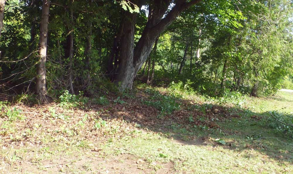 brushcut50876.jpg
