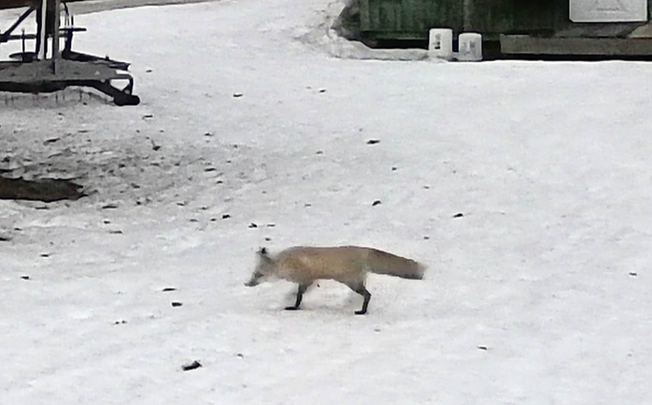 campfox0064.jpg