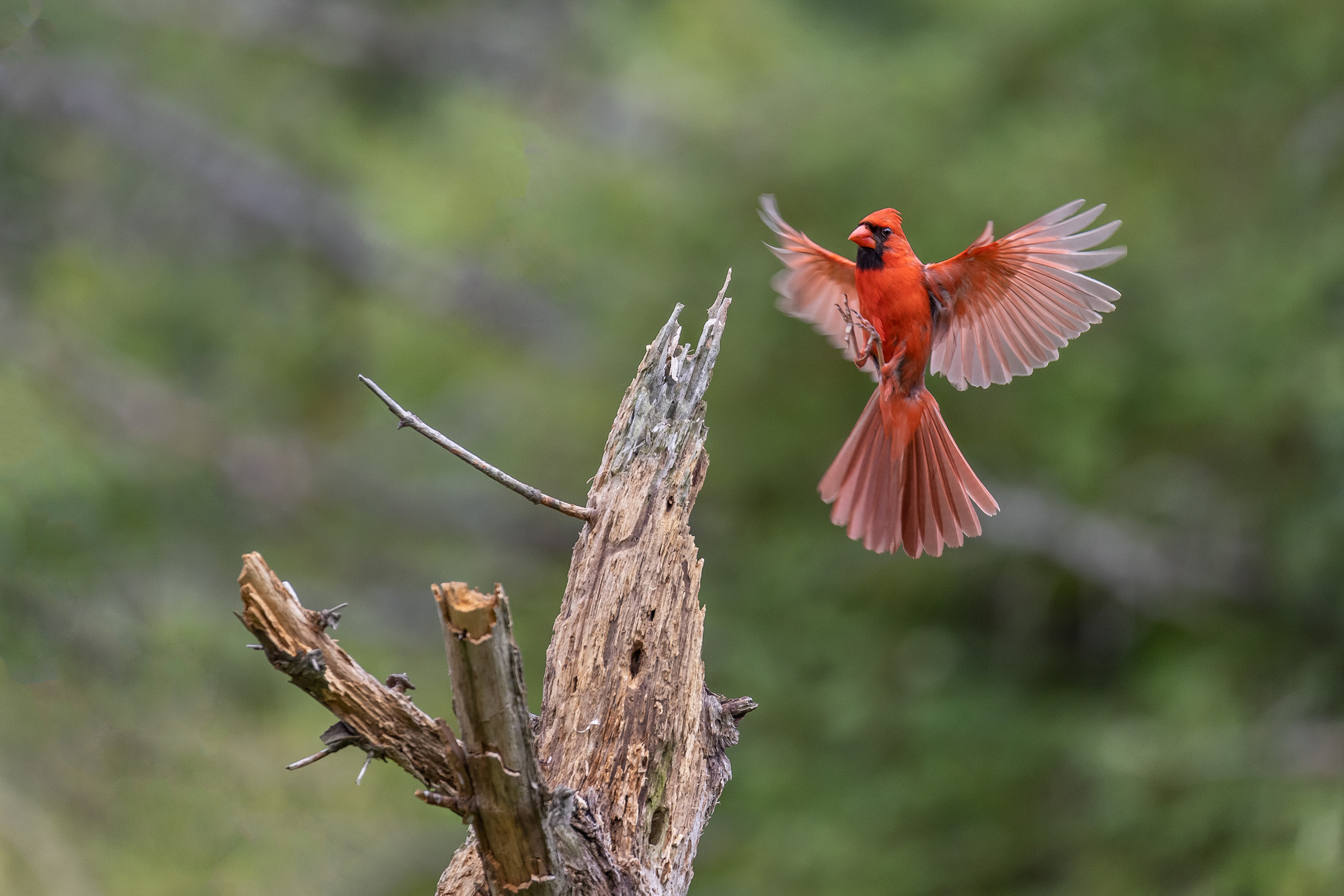 Cardinal landing.jpg
