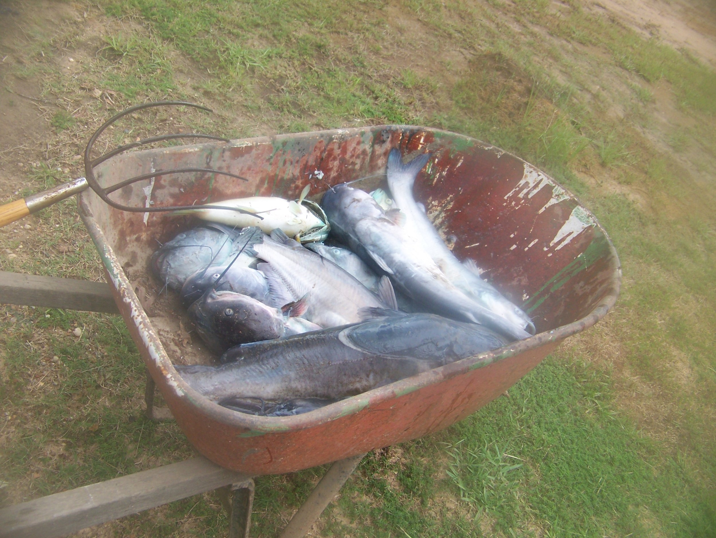 Catfish Dead in Wheelbarrow.jpg