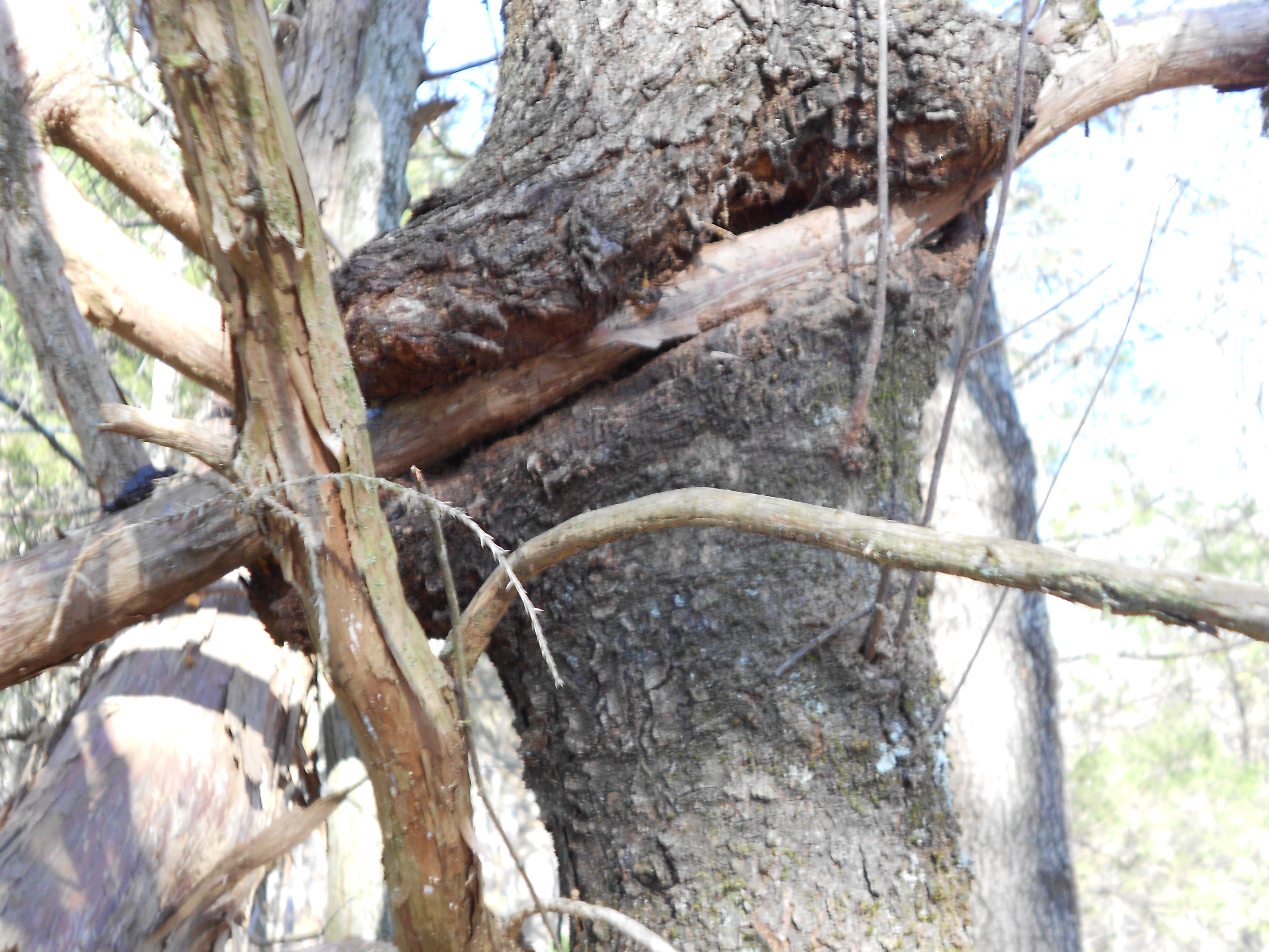 cedar limb.JPG