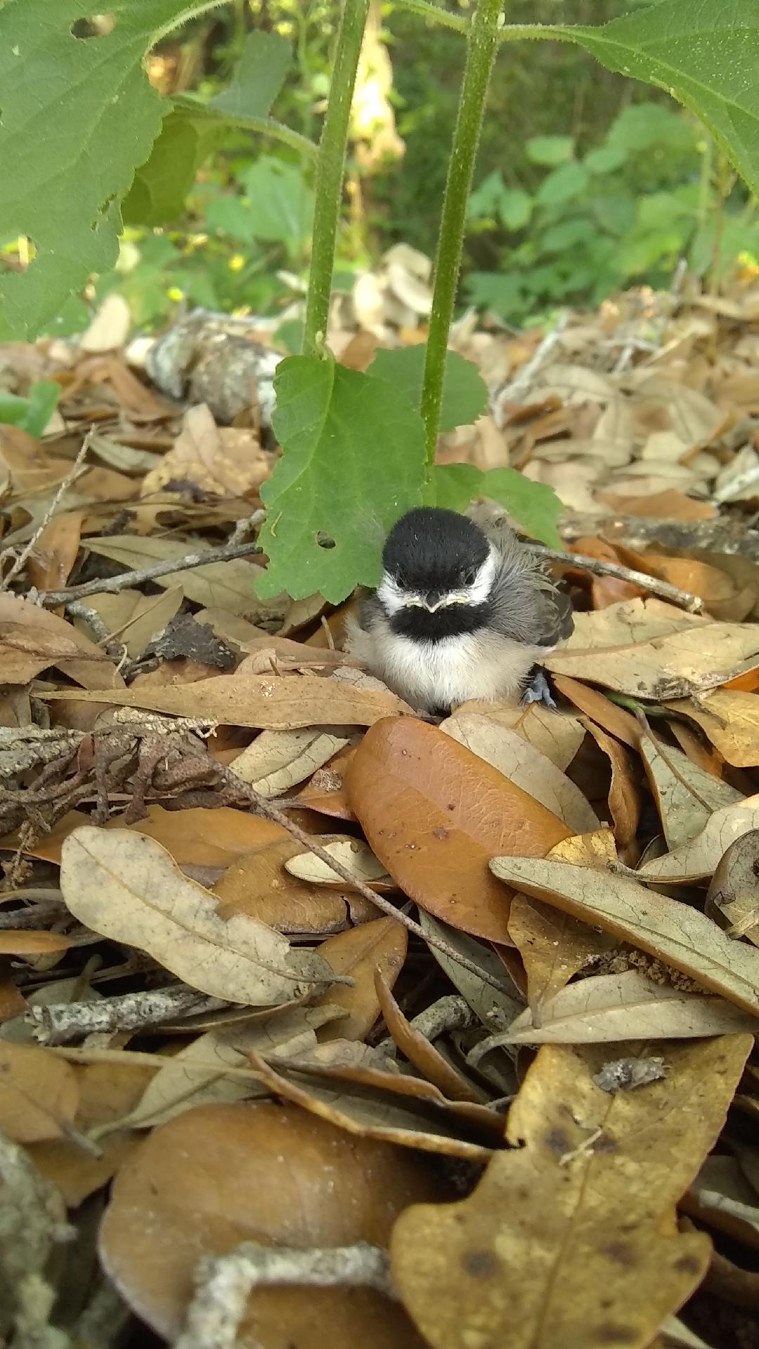 chickadee.jpg
