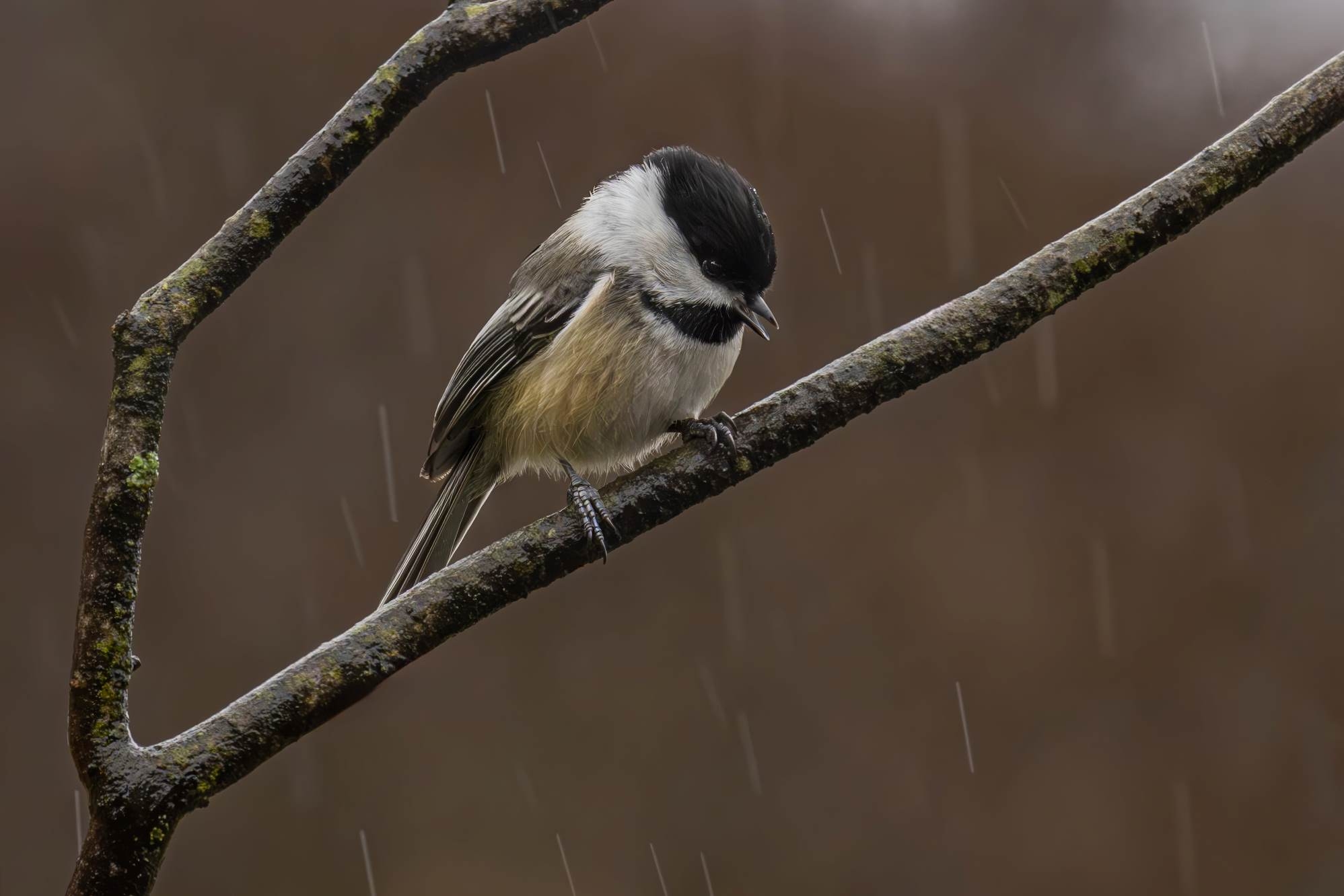 Chickadee singing in the rain s.jpg