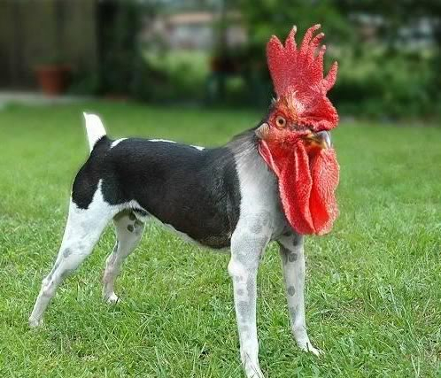 ChickenDog.jpg