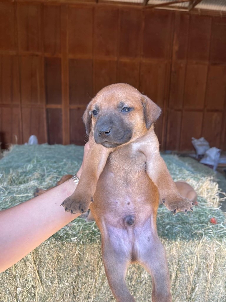 Cooper.jpg