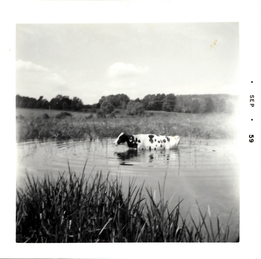 Cow in Swamp-'59.jpg