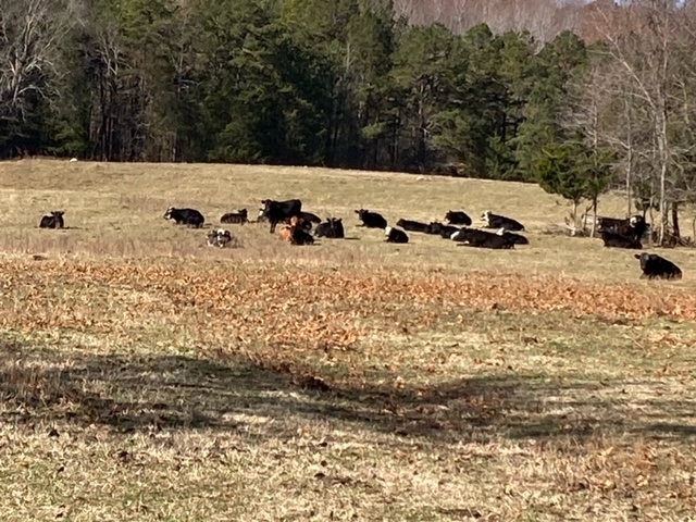 Cows 11 25 2023 2.jpeg