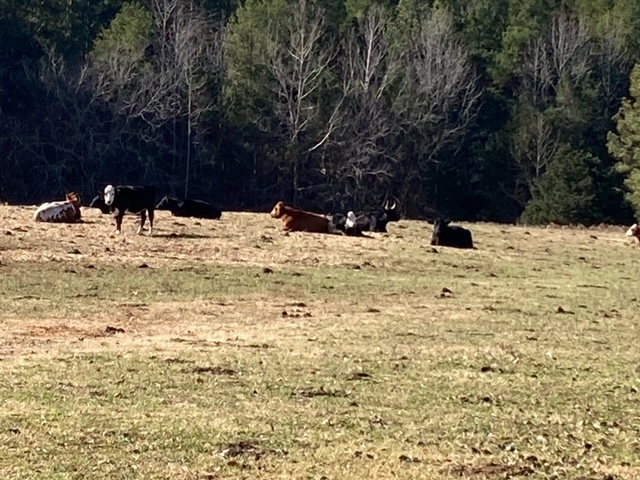 Cows 11 25 2023 3.jpeg