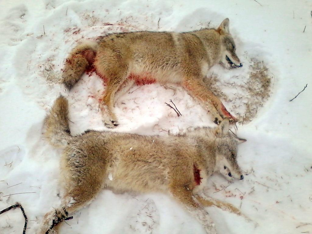 Coyote double.jpg