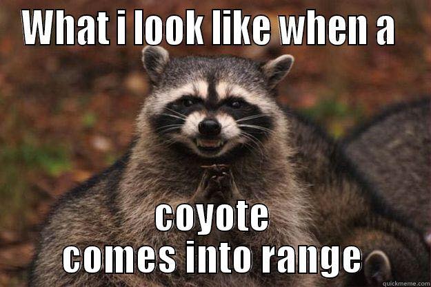 coyote.jpg